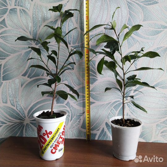 Фикусы сортовые разные