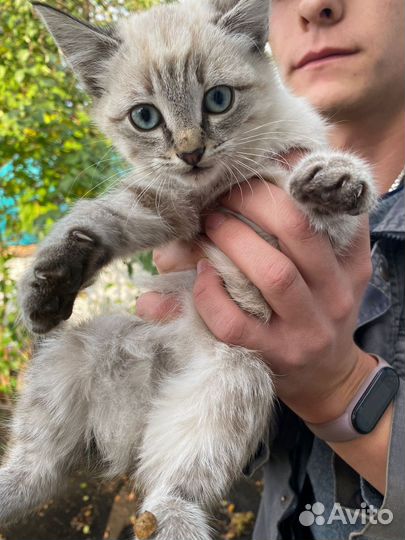 Котята кошка котенок