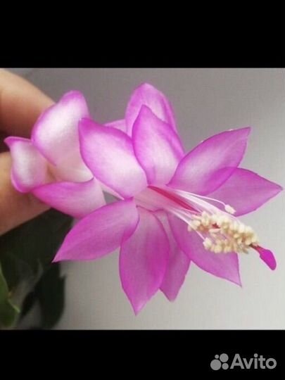 Декабристы шлюмбергера сортовые