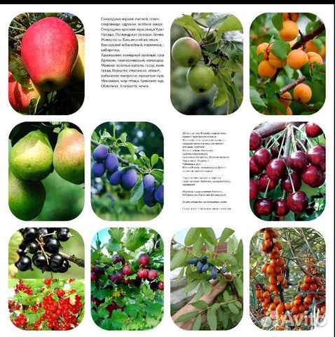 Яблони, груша, слива