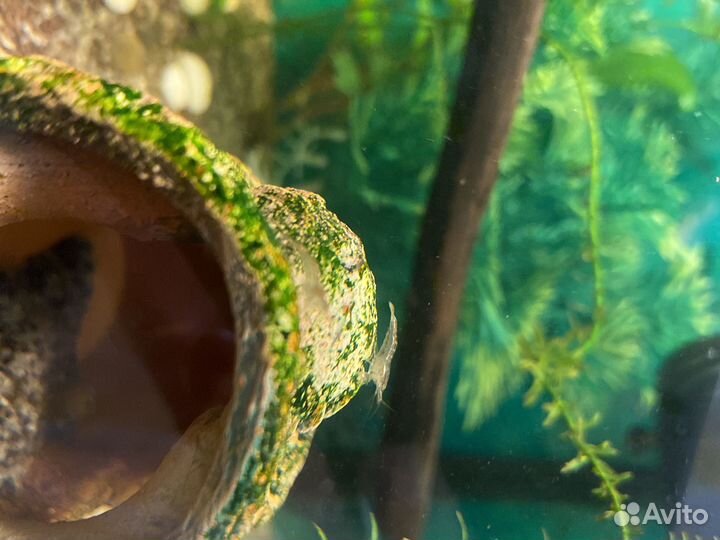 Пресноводные креветки Амано для аквариума