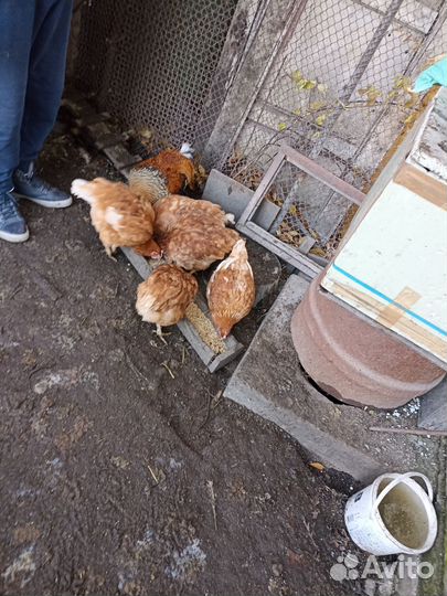 Продам курица