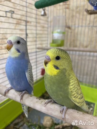 Птенцы волнистый попугай