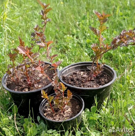 Пузыреплодник