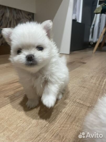 Щенки шпица