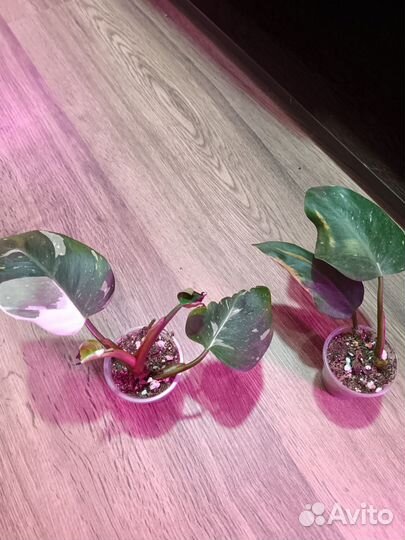 Филодендроны белая принцесса, розовая принцесса