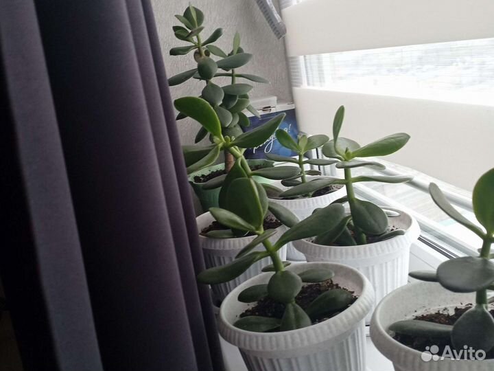 Комнатные растения цветы