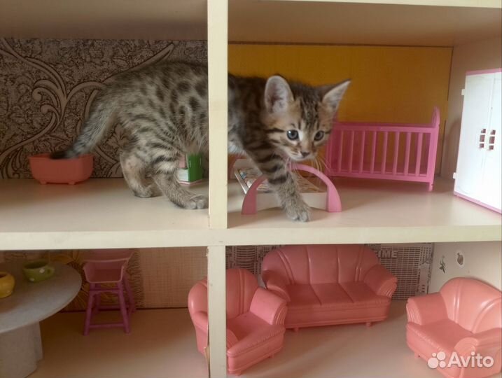 Кошка