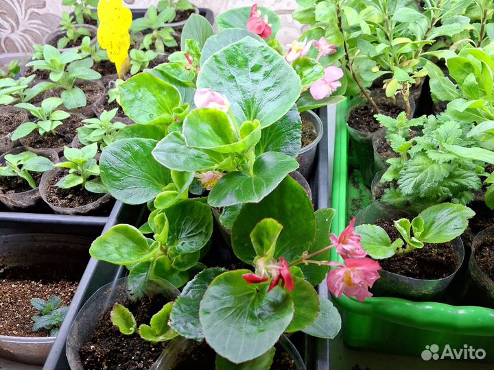 Бегония вечноцветущая махровая