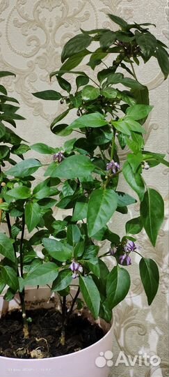 Острый перец