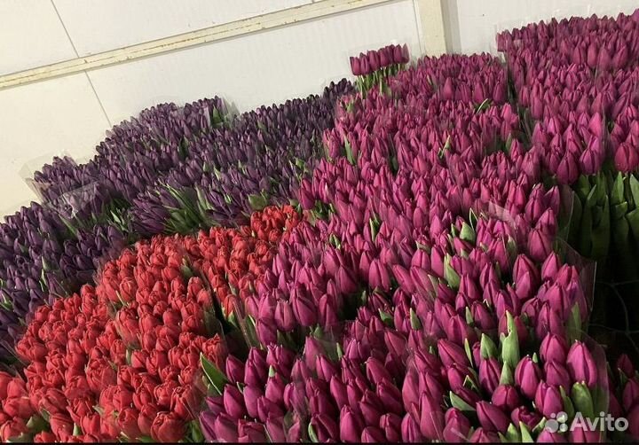 Тюльпаны 8 марта