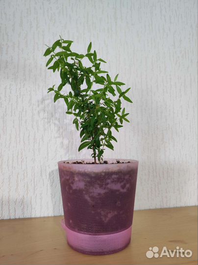 Миртовое дерево