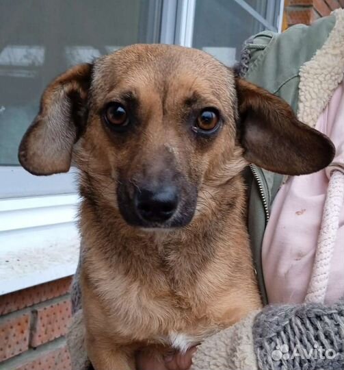 Маленький песик мальчик