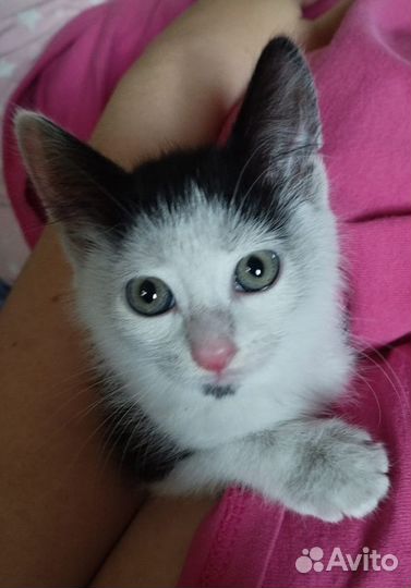 Котята в добрые руки бесплатно