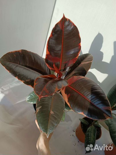 Фикусы разные