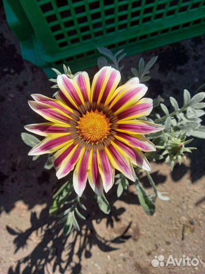 Цветы опт розница