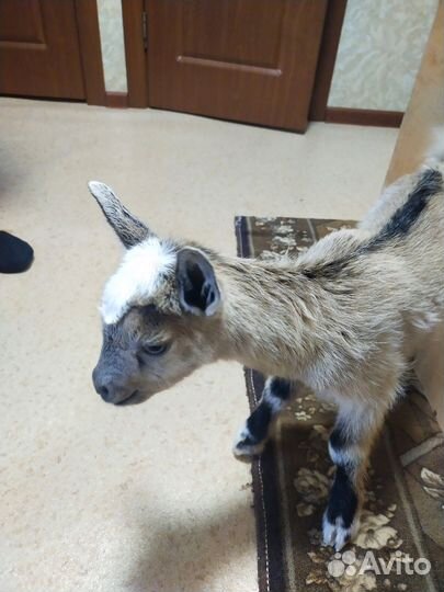 Отдам козлят