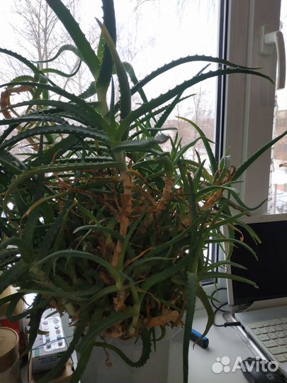 Алоэ столетник