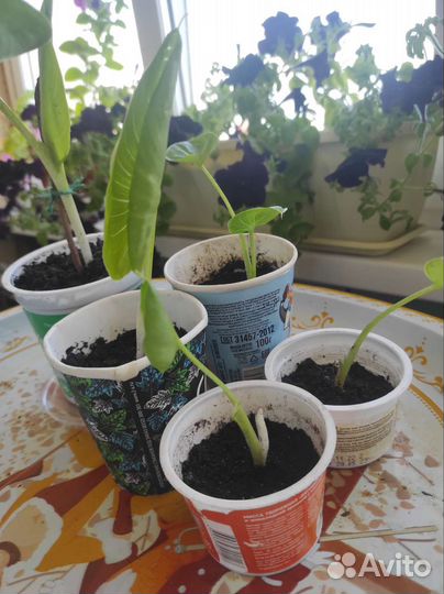 Продаю отростки Каллы