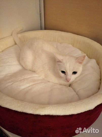 Лежанка новая для кошек, собак