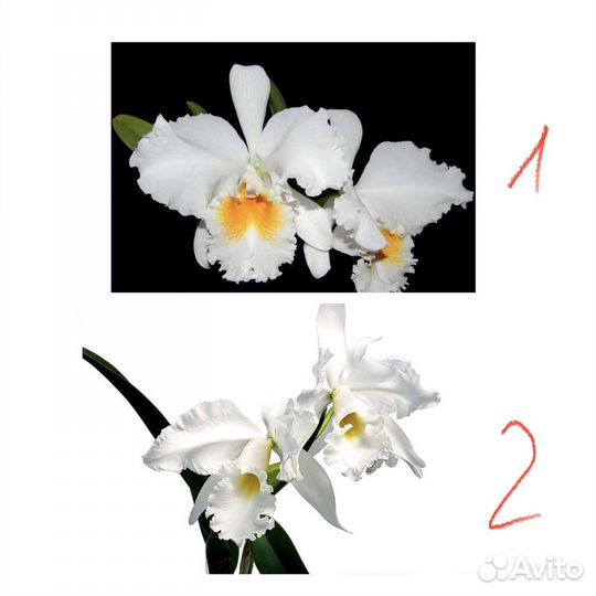 Орхидея каттлея