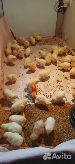 Домашние куриные яйца с доставкой надом