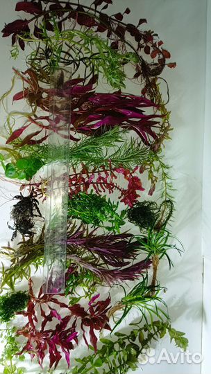 Аквариумные растения прополка