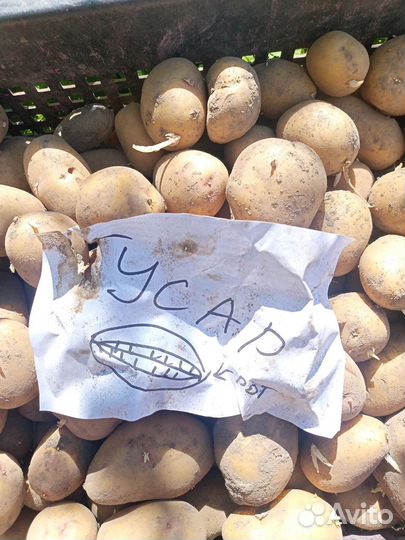 Картофель на еду и посадку