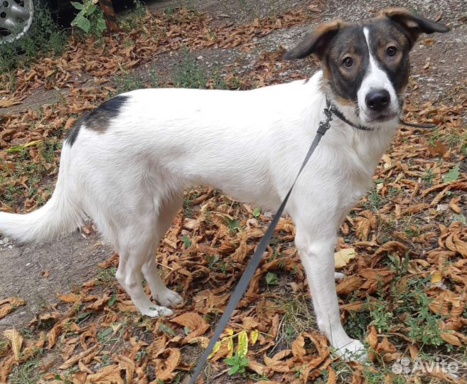 Собака в добрые руки