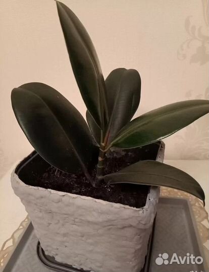 Фикусы 3 вида