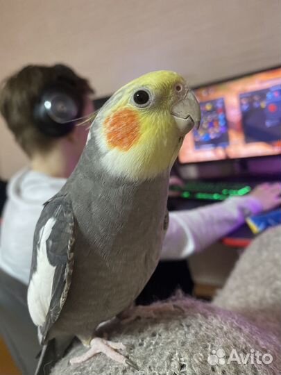 Попугай корелла с клеткой
