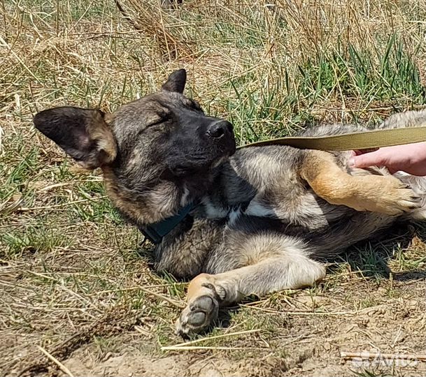 Собачка ищет Дом