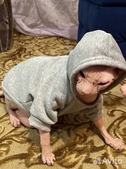 Худи для кошек