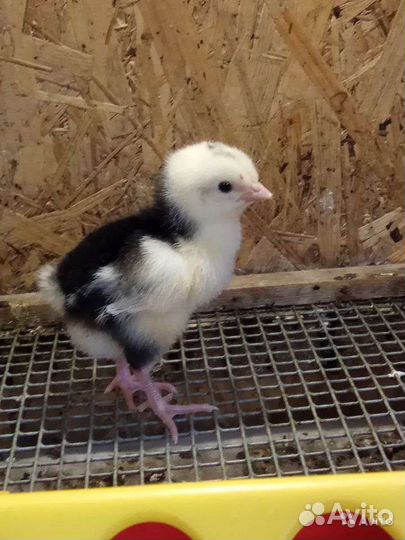 Цыплята леггорн далматинец