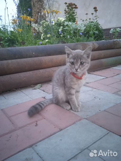 В очерь добрые руки