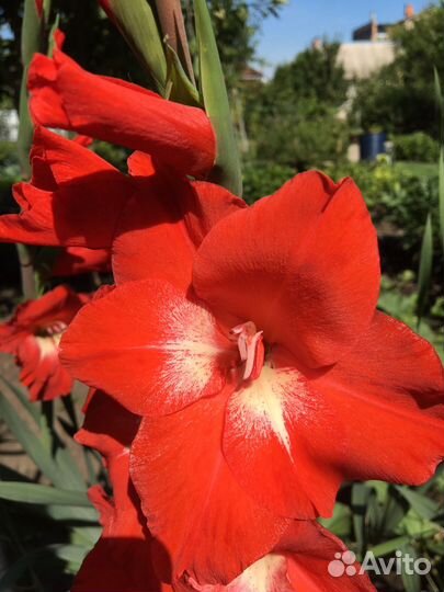 Цветы гладиолусы