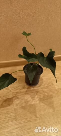 Антуриум Принцесса Алексия Вайт