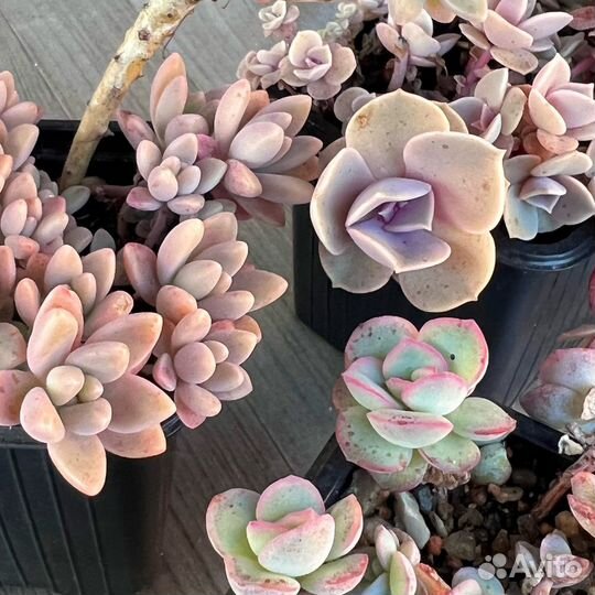 Суккуленты детки эхеверия граптоседум