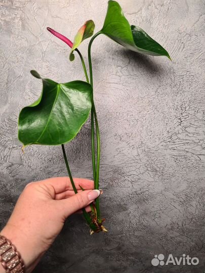 Антуриум Ягуар грин