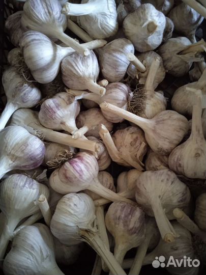 Чеснок