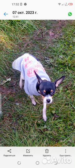 Мини той-терьер