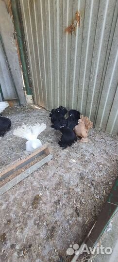 Статные голуби