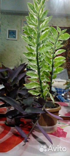 Комнатные растения