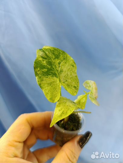 Детки алоказий 2