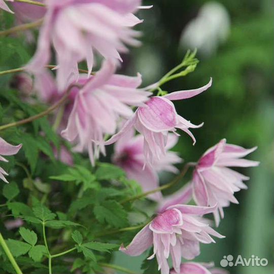 Саженцы клематиса Маркхем пинк