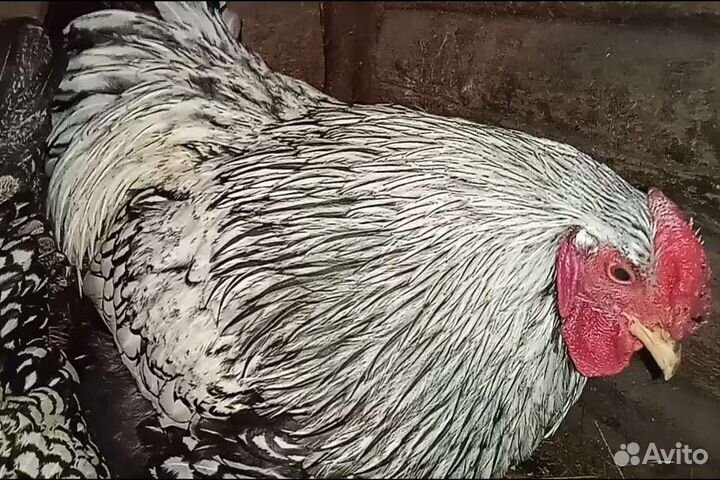 Петух виандот