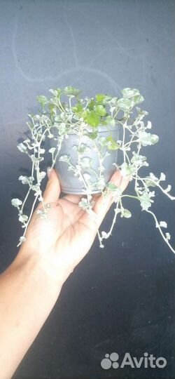 Дихондра серебристая