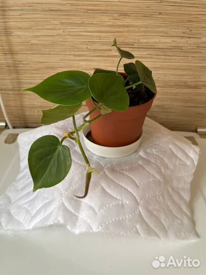 Комнатные цветы бесплатно