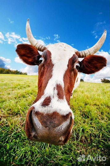 Корова дойная