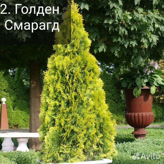 Туя вертикальная 2 (подробности в описании